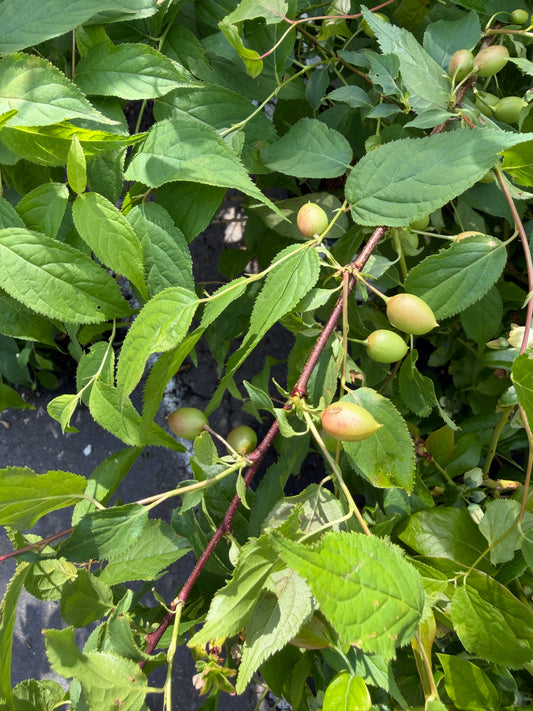 Prunus x Easy as Pie® (Bush Cherry)