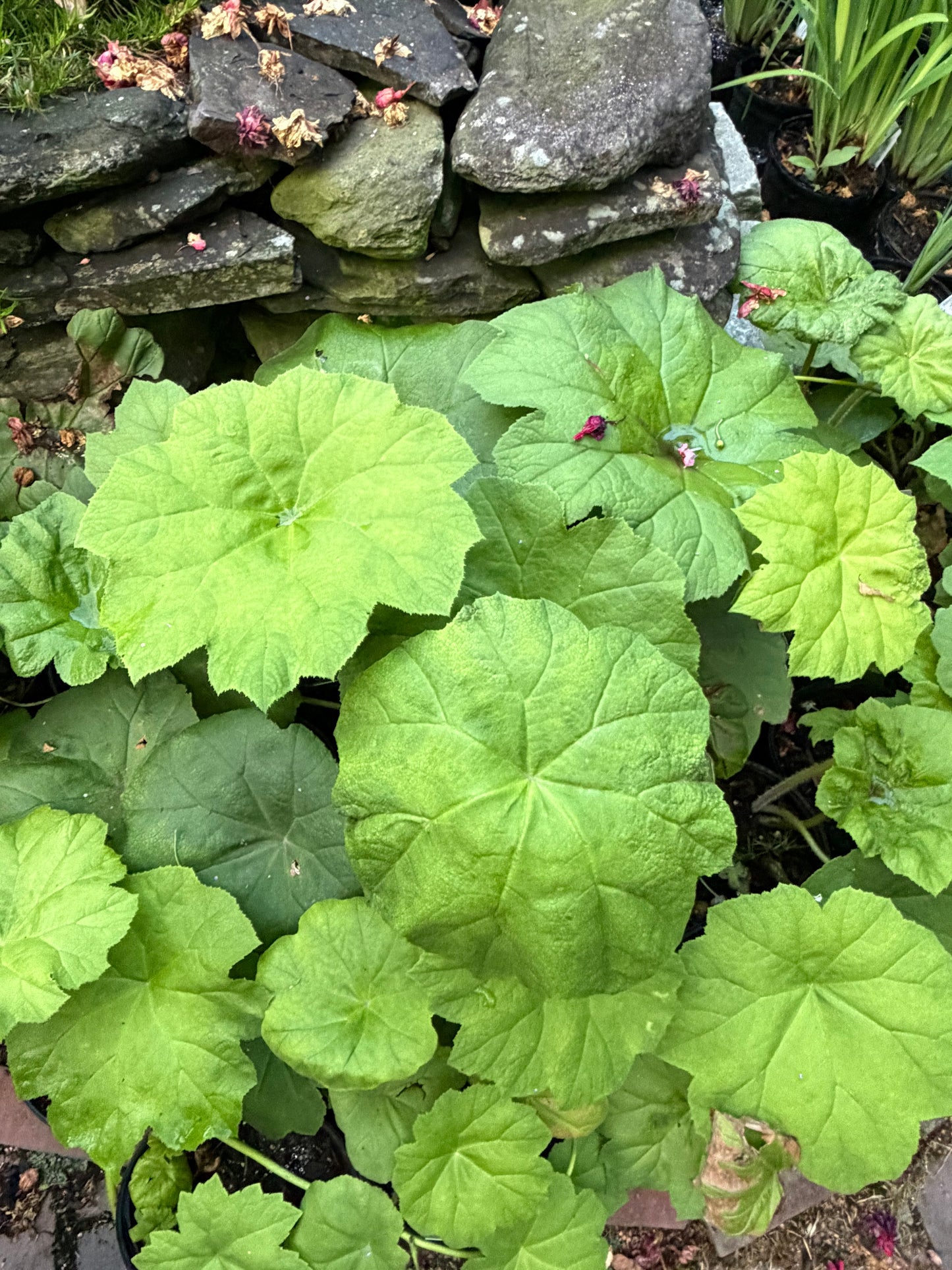 Rodgersia tabularis (Astilboides tabularis) (Rodger's Flower)