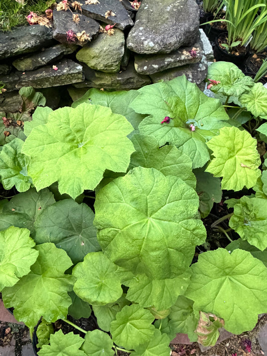 Rodgersia tabularis (Astilboides tabularis) (Rodger's Flower)