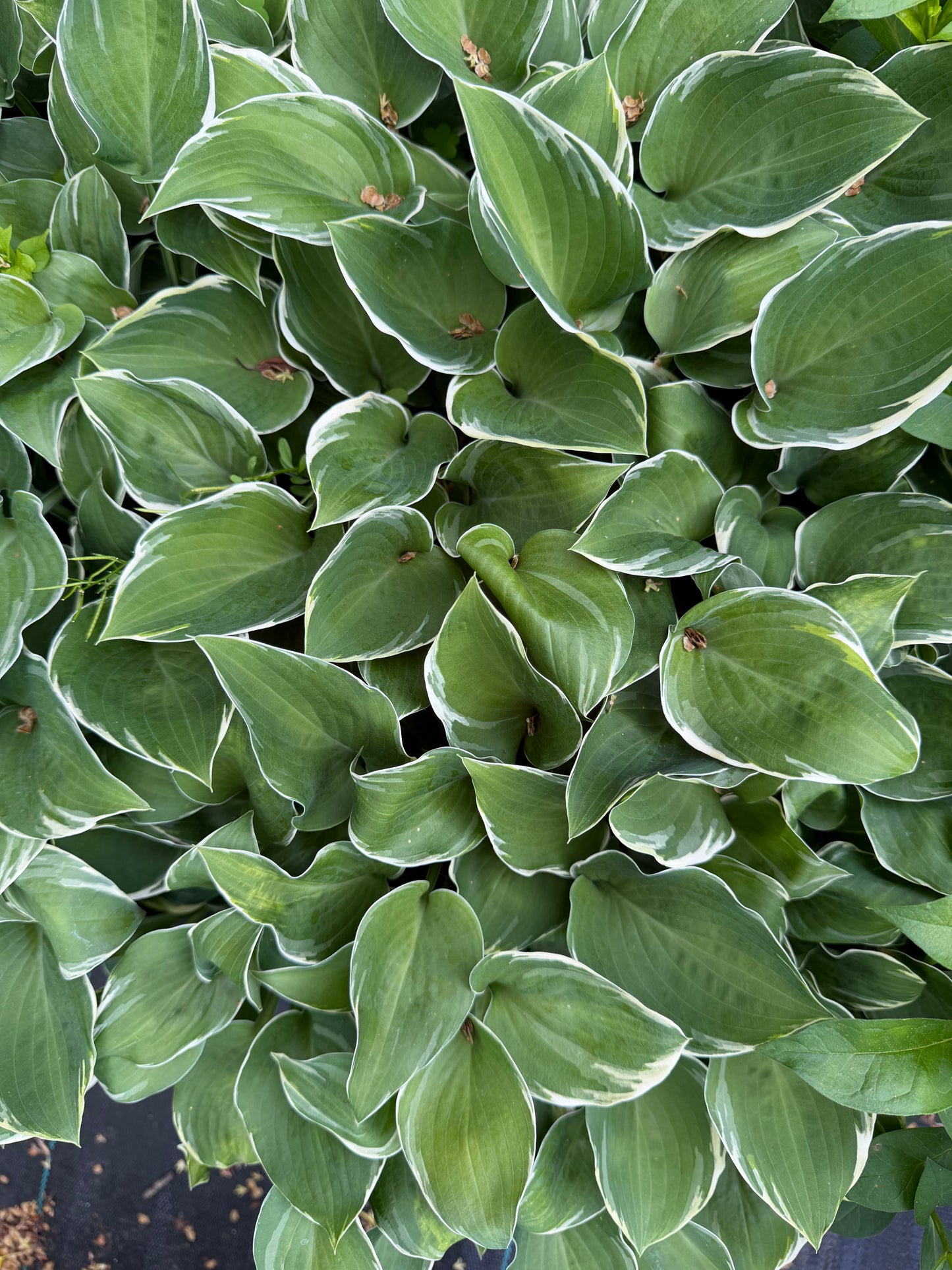 Hosta 'Heartsong'