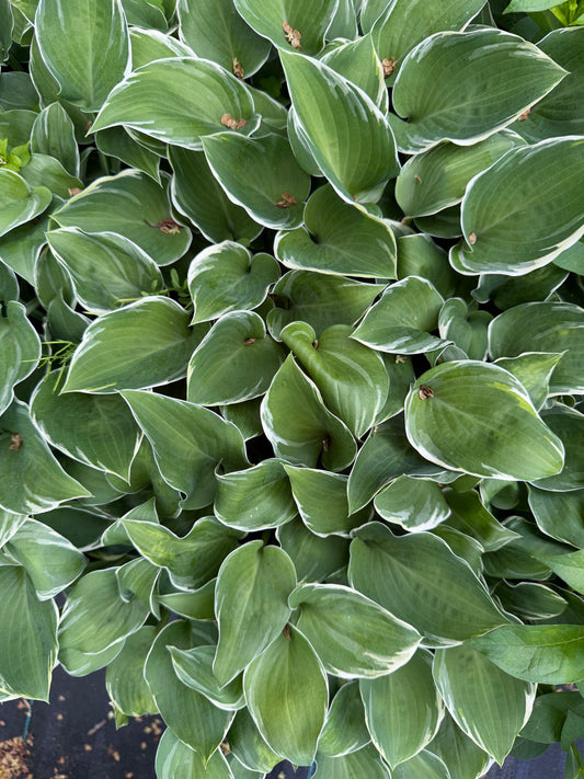 Hosta 'Heartsong'