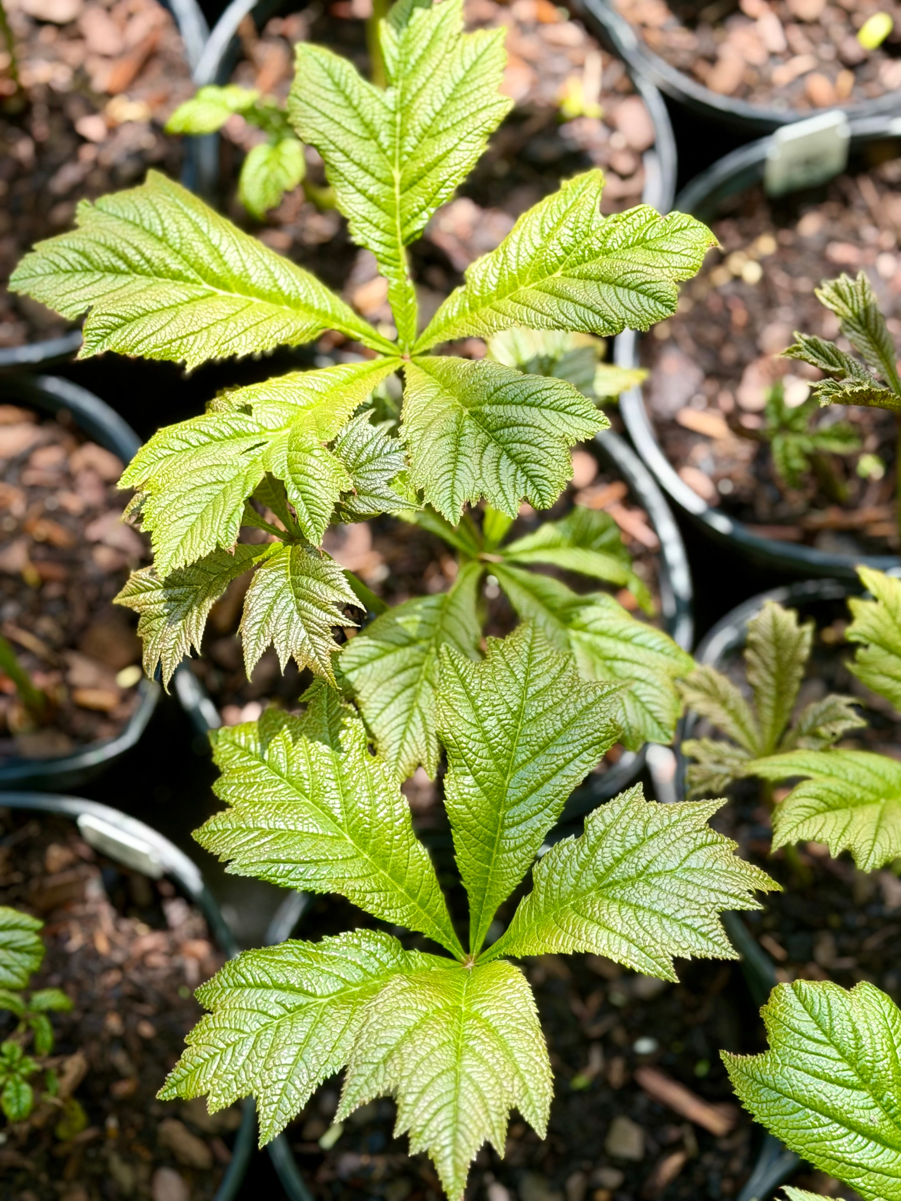 Fieldstone Gardens Rodgersia pinnata