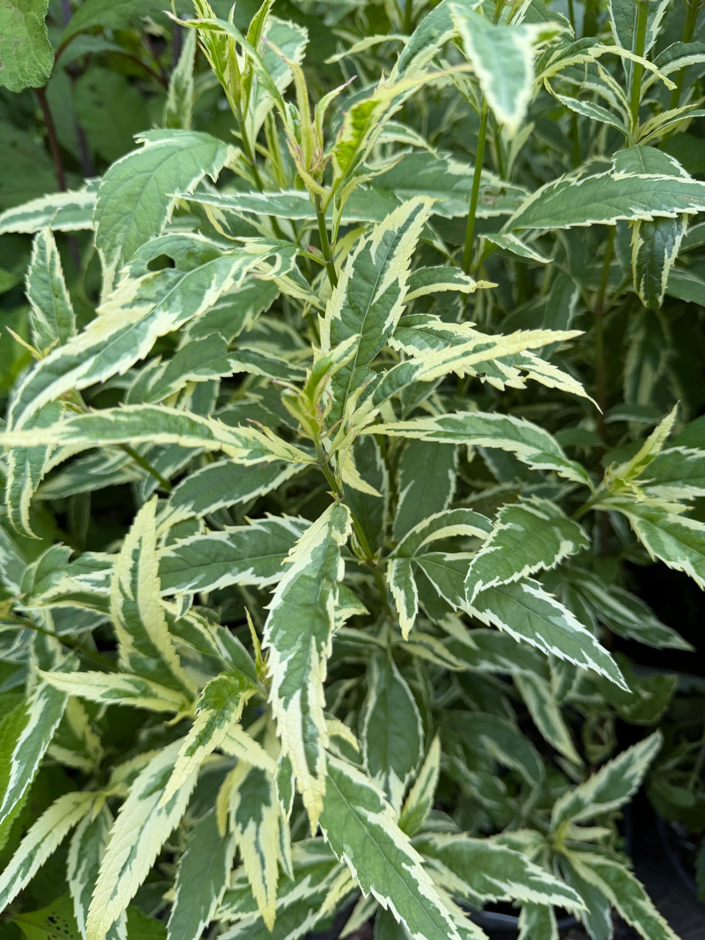 Eupatorium fortunei 'Pink Frost' (Joe-Pye Weed)