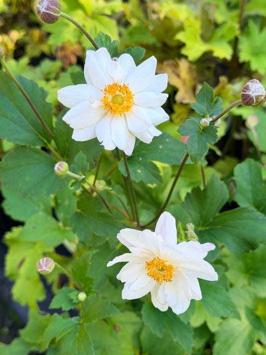 Anemone hupehensis 'Fantasy™ Snow Angel'