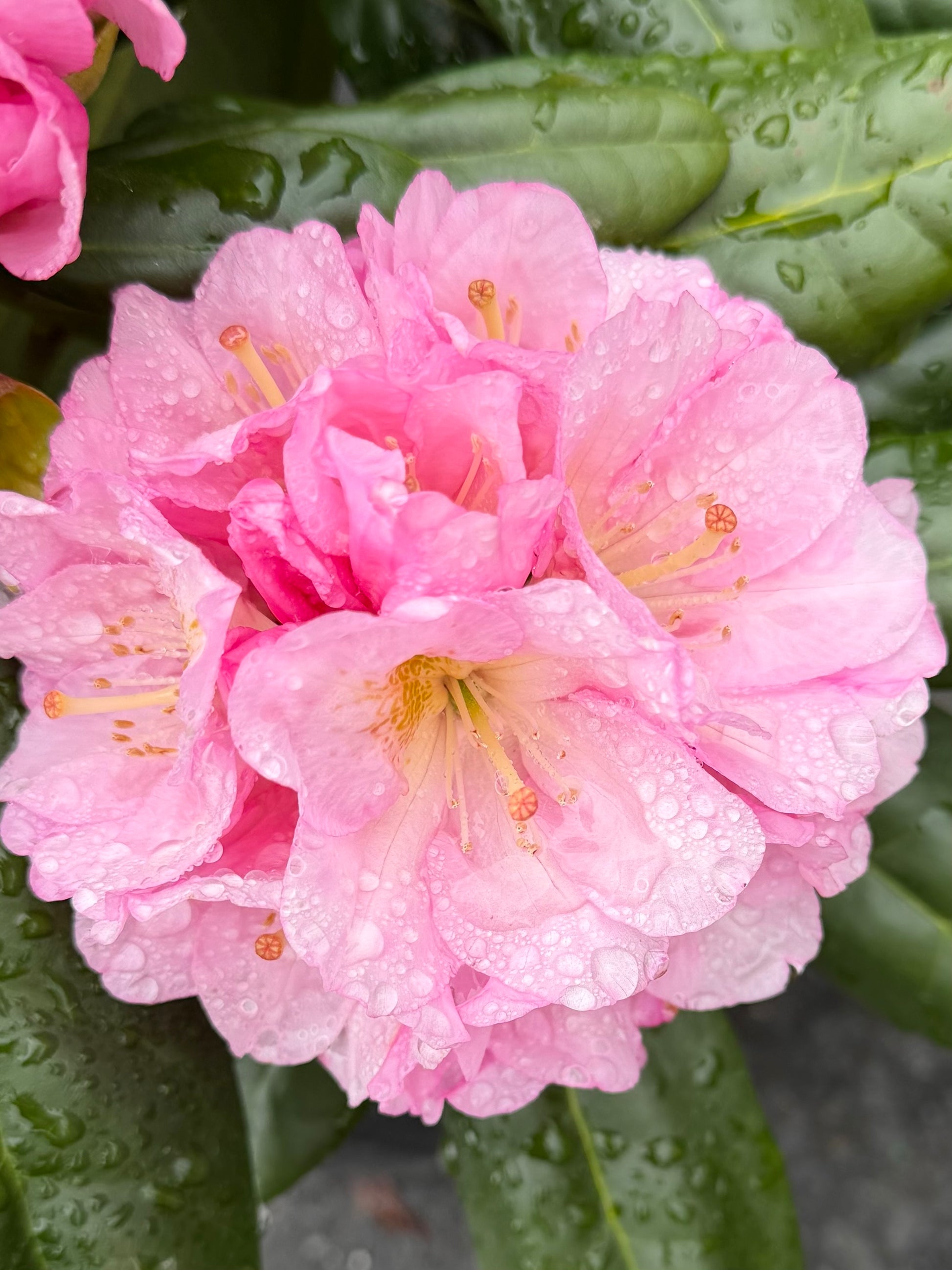 Rhododendron 'Scintillation'