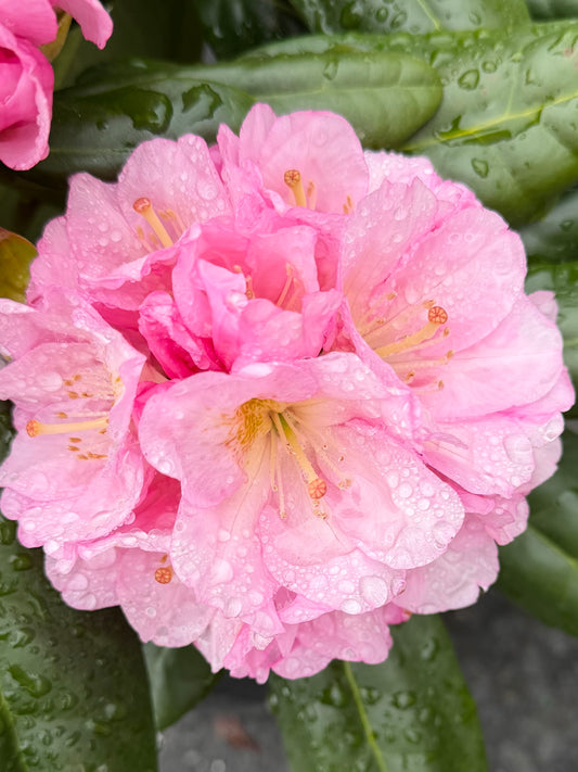 Rhododendron 'Scintillation'