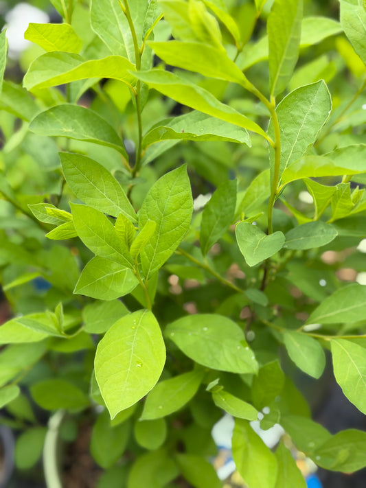 Lindera benzoin (Spicebush)