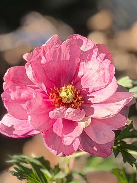 Paeonia Itoh 'Pink Double Dandy' (Peony)