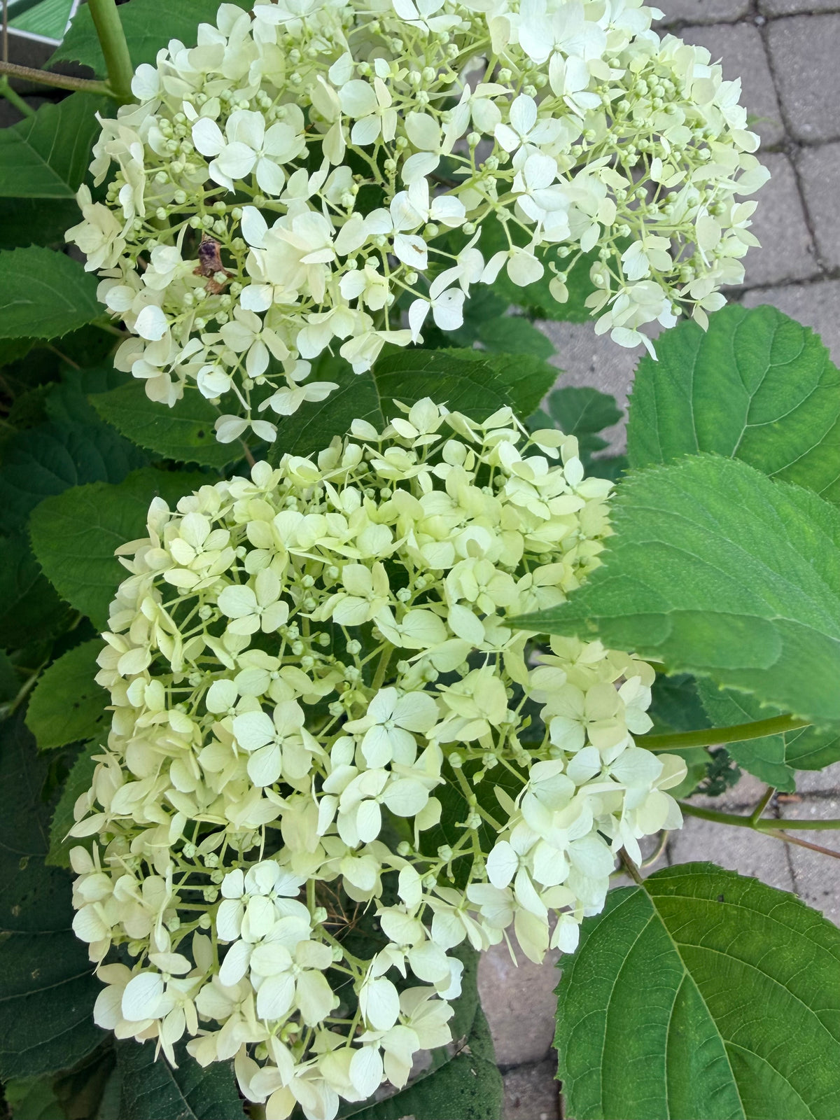 Hydrangea arborescens Incrediball Storm Proof™