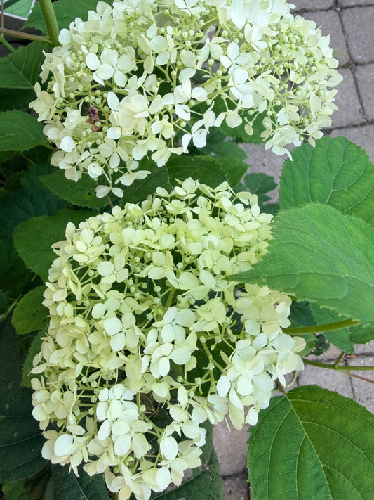 Hydrangea arborescens Incrediball Storm Proof™