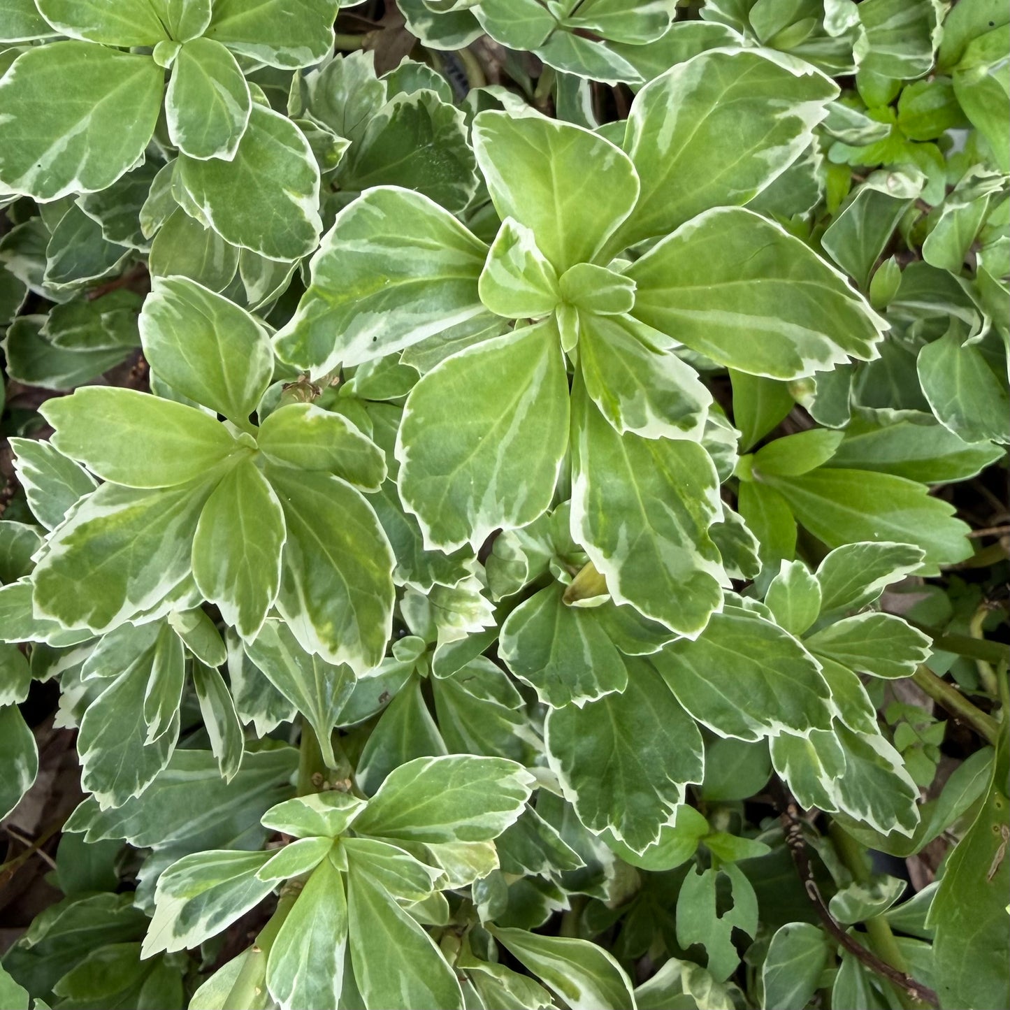 Pachysandra terminalis 'Variegata'