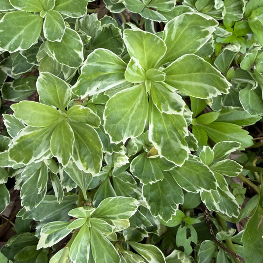 Pachysandra terminalis 'Variegata'