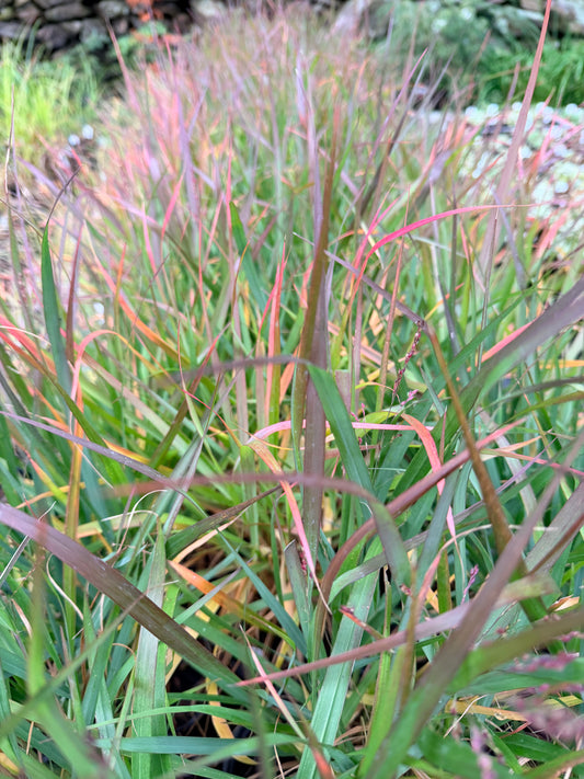 Panicum virgatum 'Dream Catcher® Smoky Rose®' (Switch Grass)