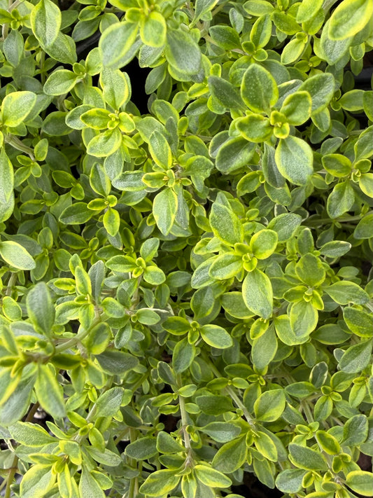 Thymus x citriodorus aureus var. 'Golden Lemon'