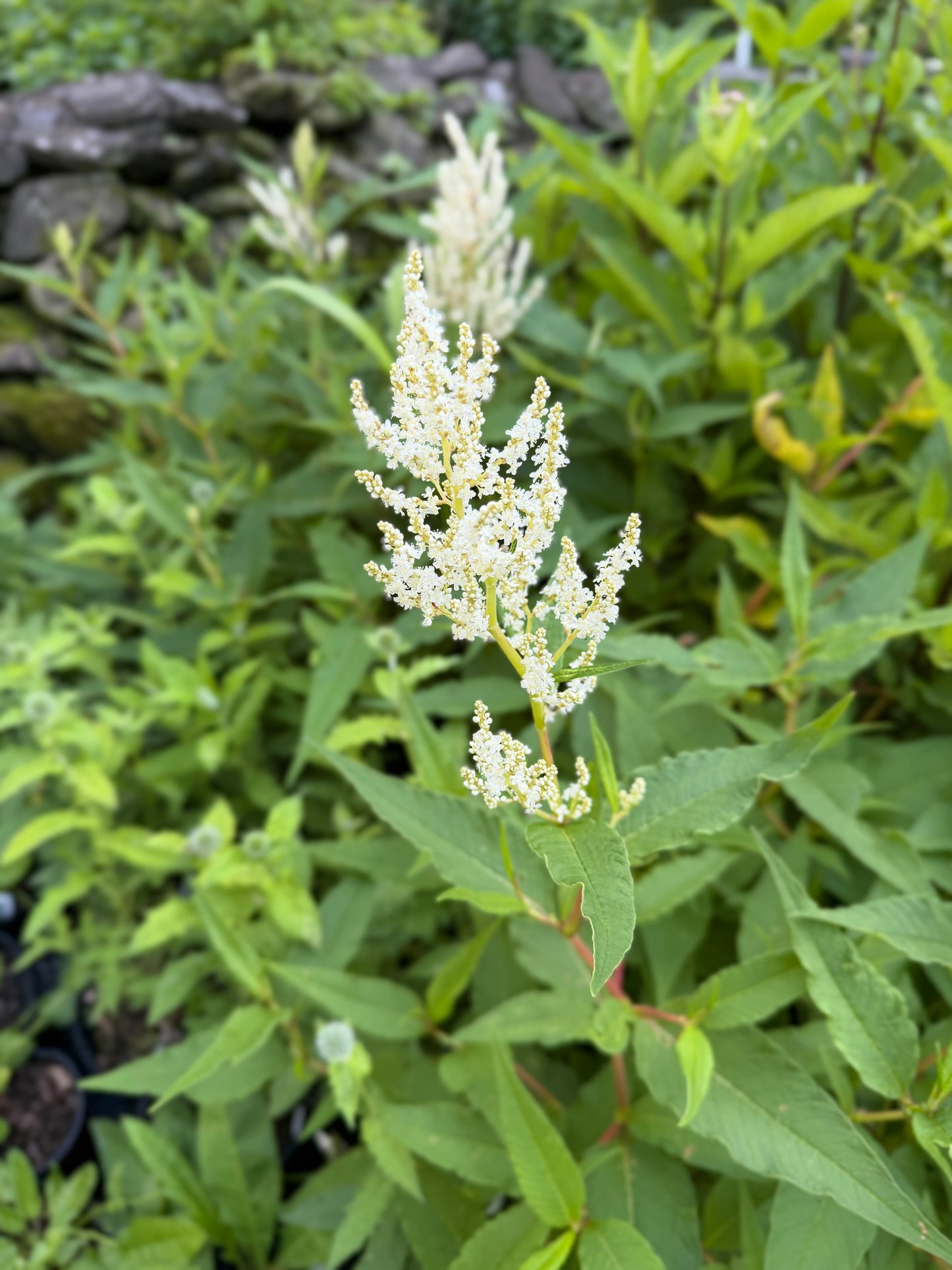 Persicaria polymorpha (Giant Fleece Flower)