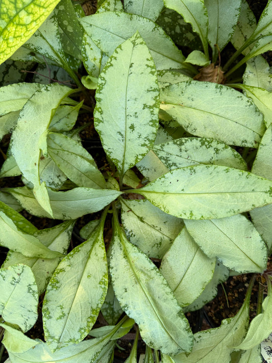 Pulmonaria x ‘Silver Scimitar’ (Lungwort)
