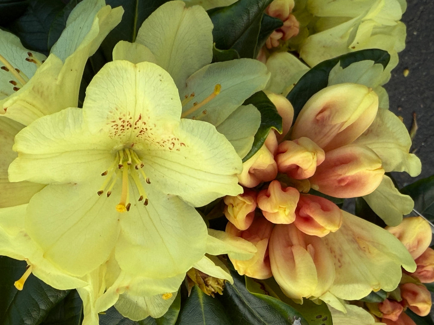 Rhododendron miyama 'Gold Prinz'