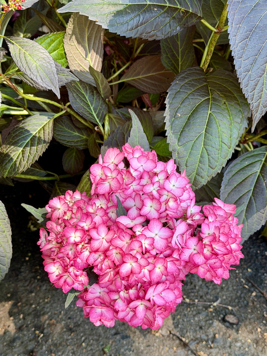 Hydrangea macrophylla First Editions® 'Eclipse'®  (Bigleaf Hydrangea)