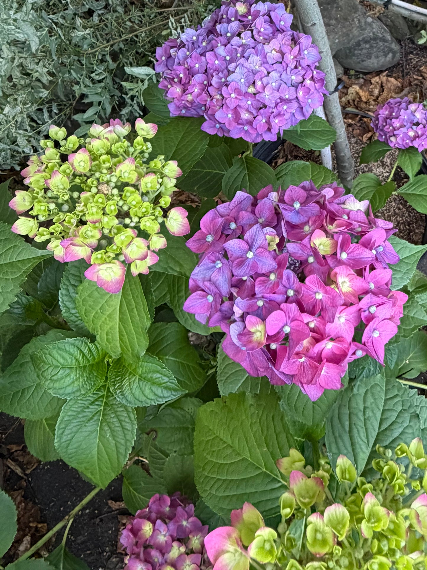 Hydrangea macrophylla Endless Summer® 'Summer Crush'