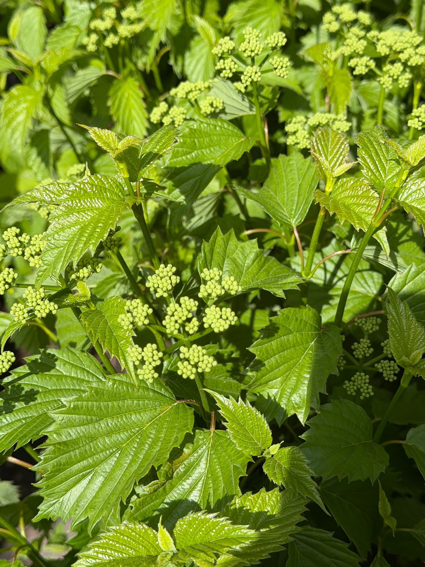 Viburnum dentatum Autumn Jazz™