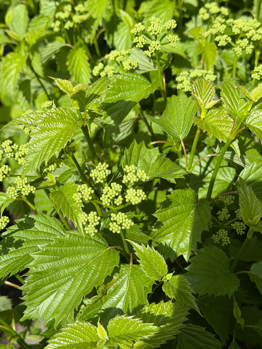 Viburnum dentatum Autumn Jazz™