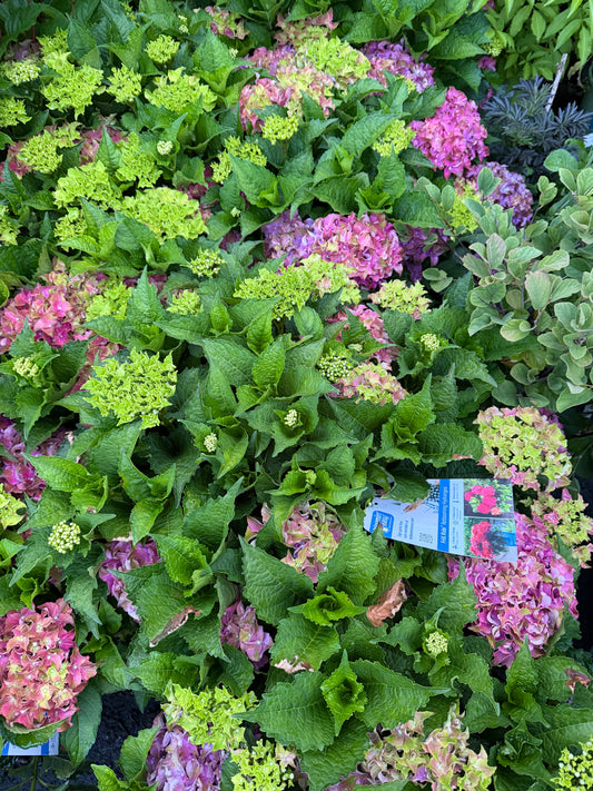 Hydrangea macrophylla Frill Ride®