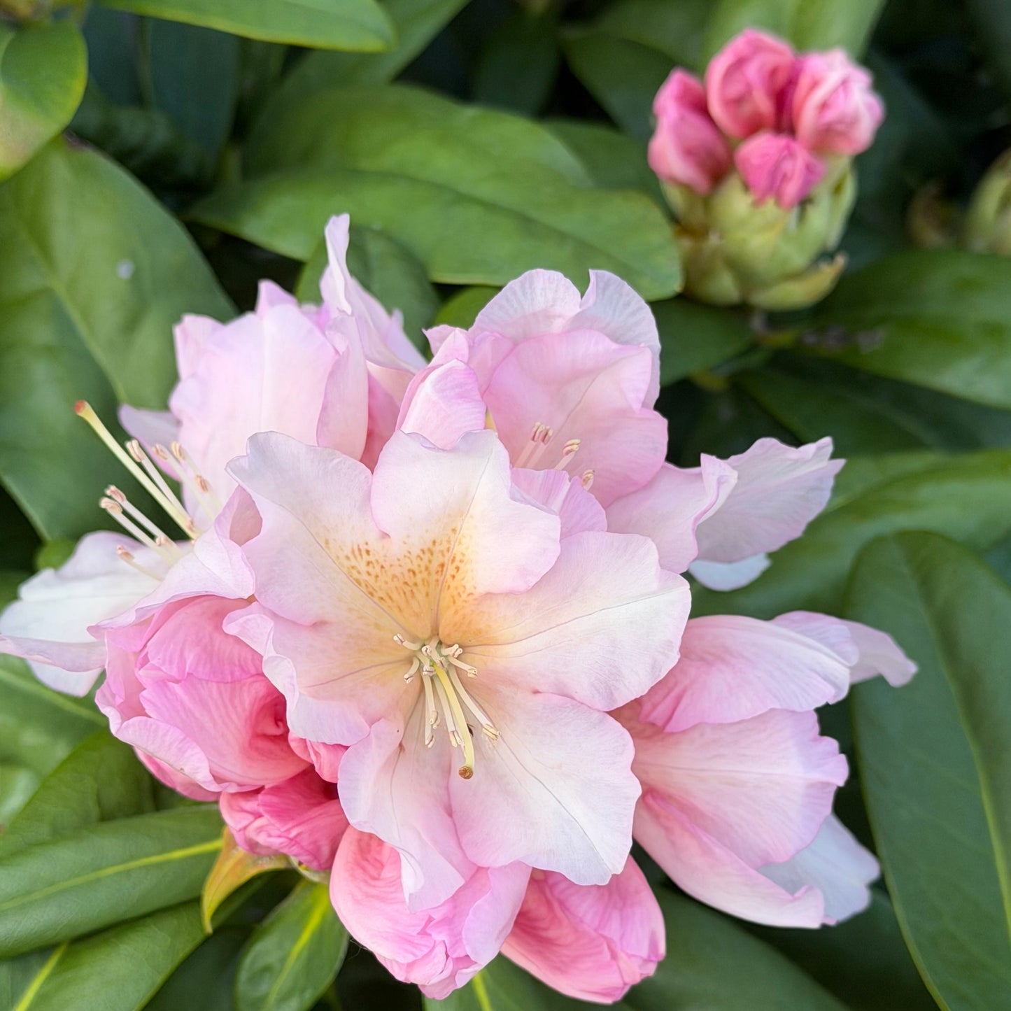 Rhododendron Holden's™ Peach