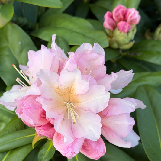 Rhododendron Holden's™ Peach
