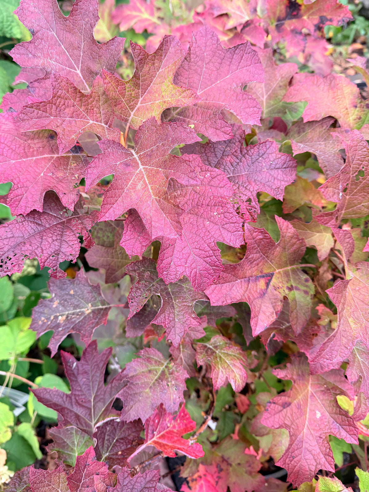 Hydrangea quercifolia 'Ruby Slippers' (Oakleaf Hydrangea)