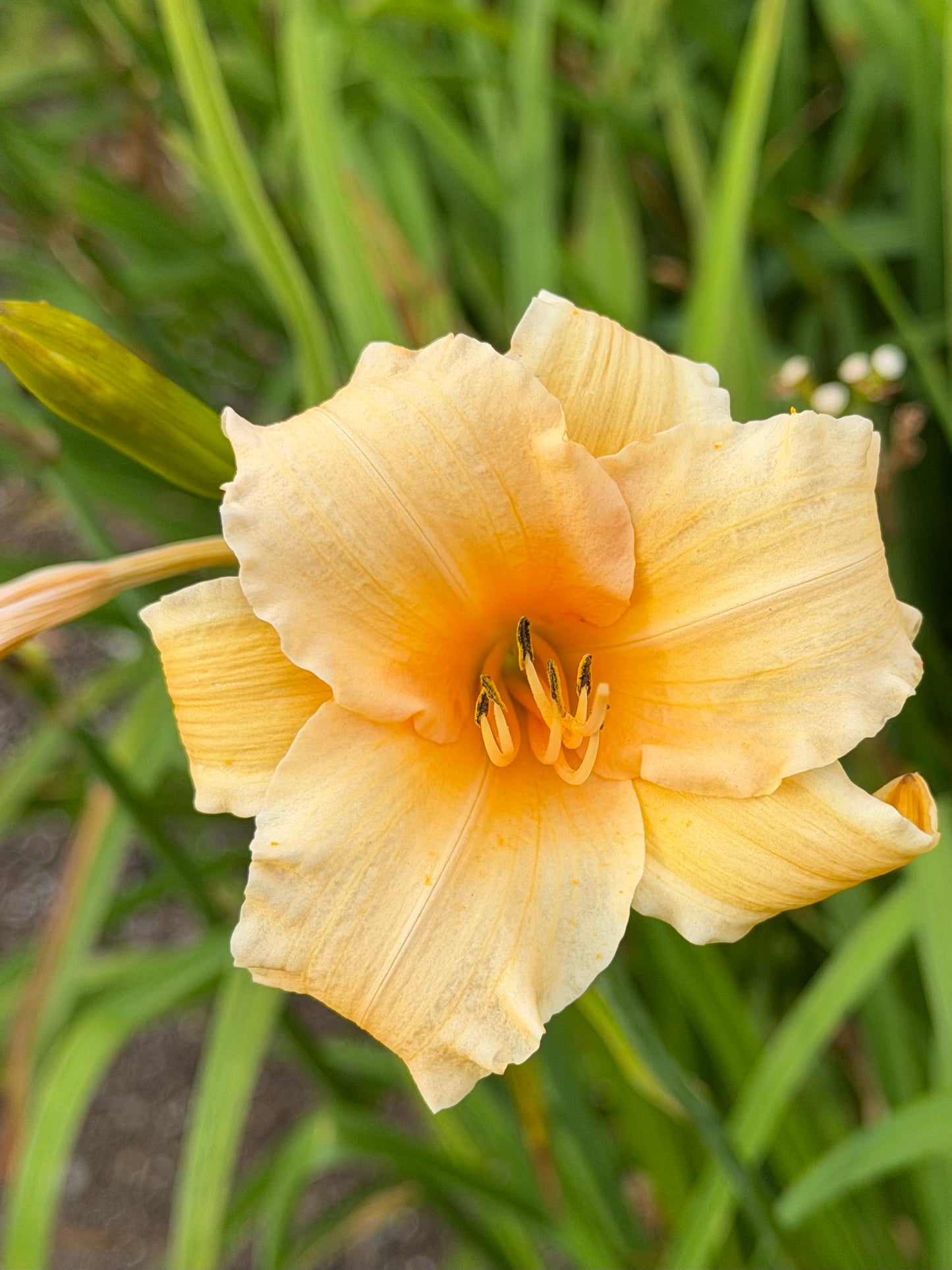 Hemerocallis 'Twilight Beach'