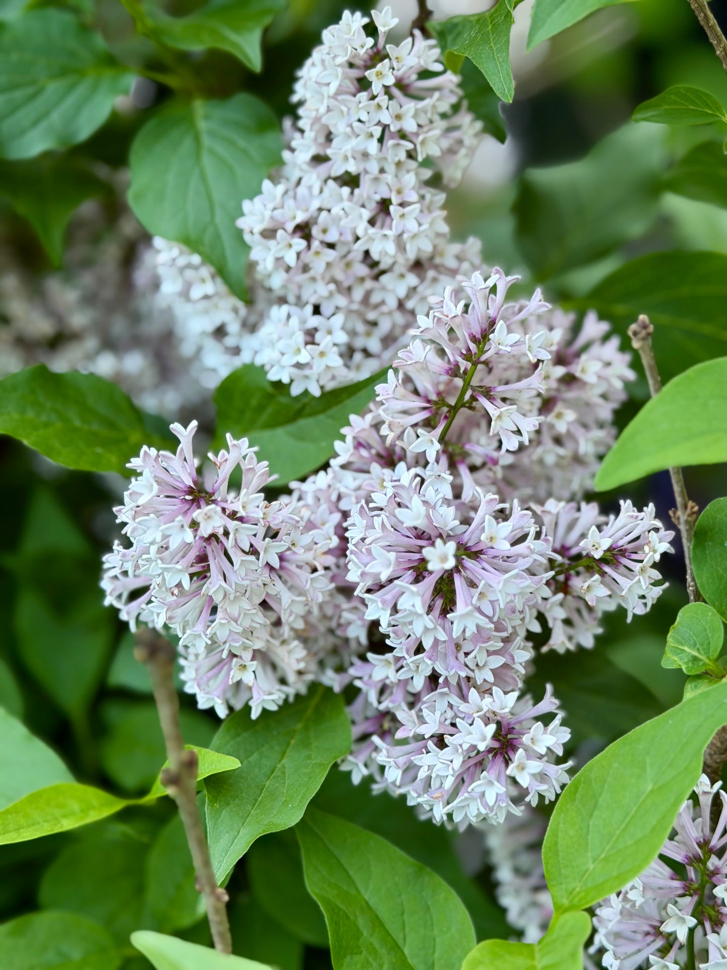 Syringa patula 'Baby Kim'