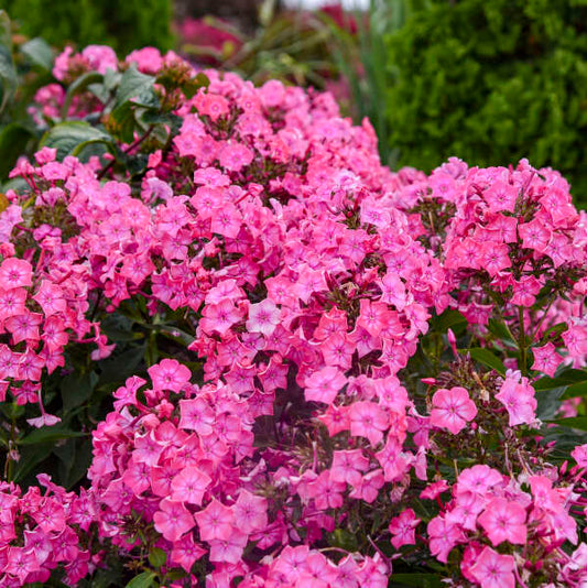 Phlox paniculata 'Pink Lightning'