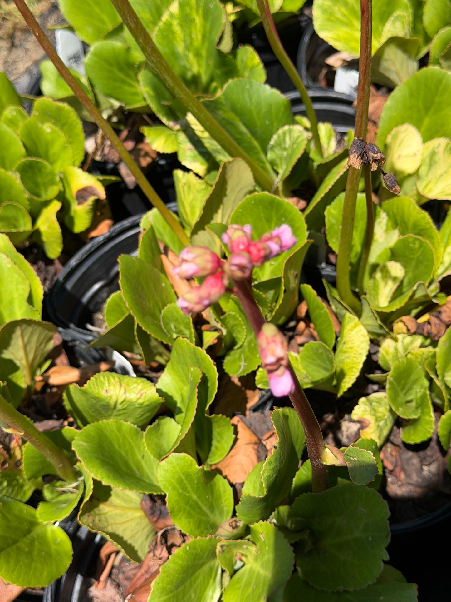 Bergenia cordifolia 'Tubby Andrews'  (Saxifraga)