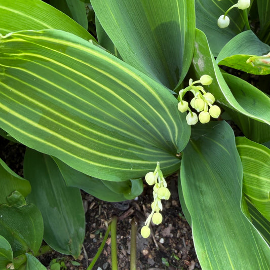 Convallaria majalis 'Albostriata' (Lily of the Valley)