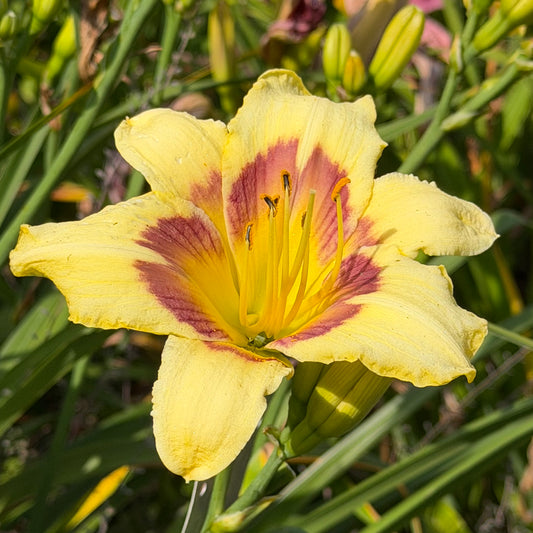 Hemerocallis 'El Desperado' (Daylily)