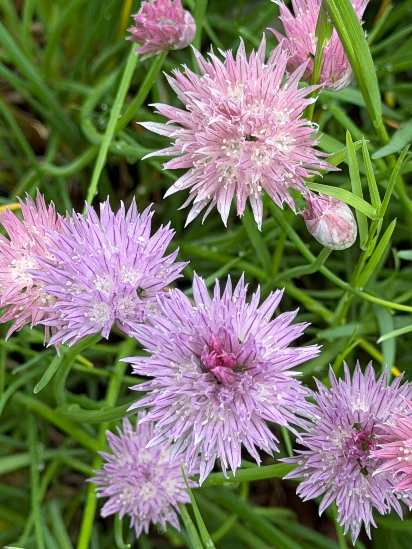 Allium stellatum (Prairie Onion )