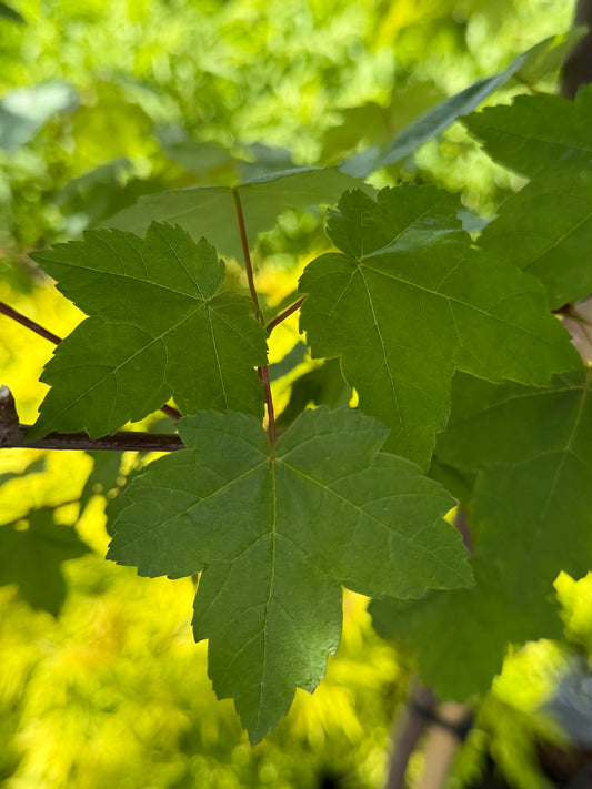 Acer rubrum 'Redpointe' - Red Maple