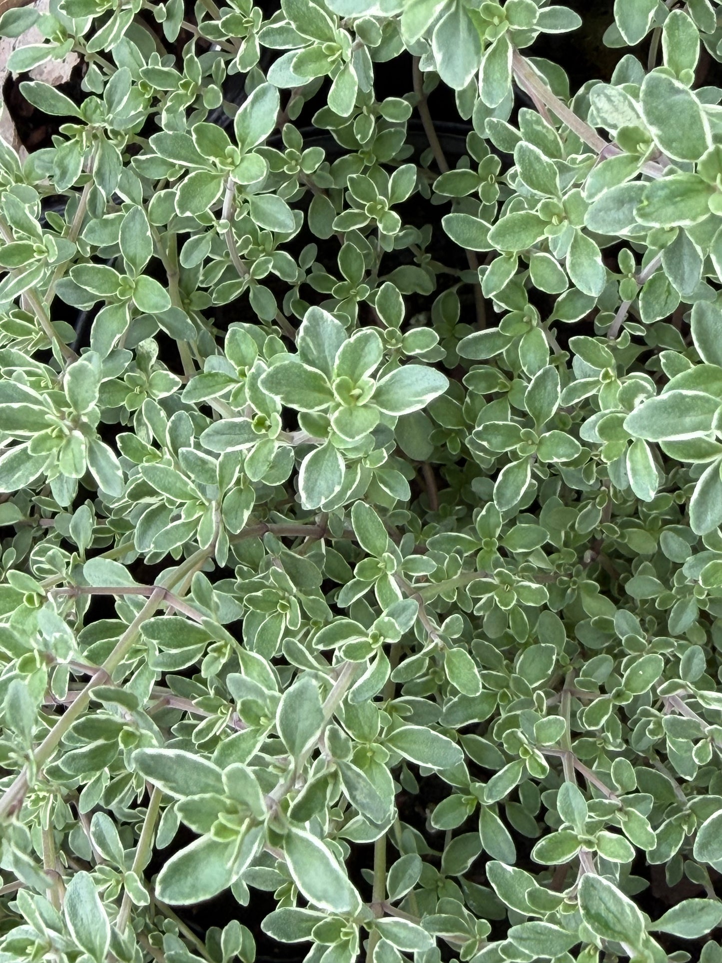 Thymus x citriodorus argenteus 'Silver Edged'