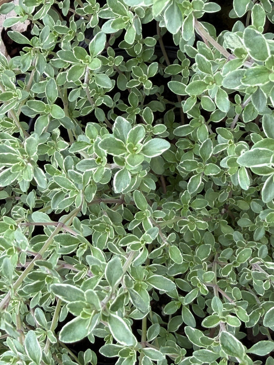 Thymus x citriodorus argenteus 'Silver Edged'