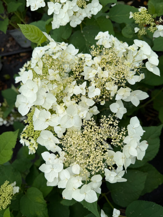 Hydrangea arborescens 'Haas Halo'