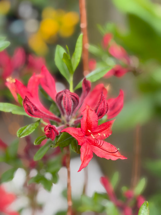 Azalea Electric Lights™ Red