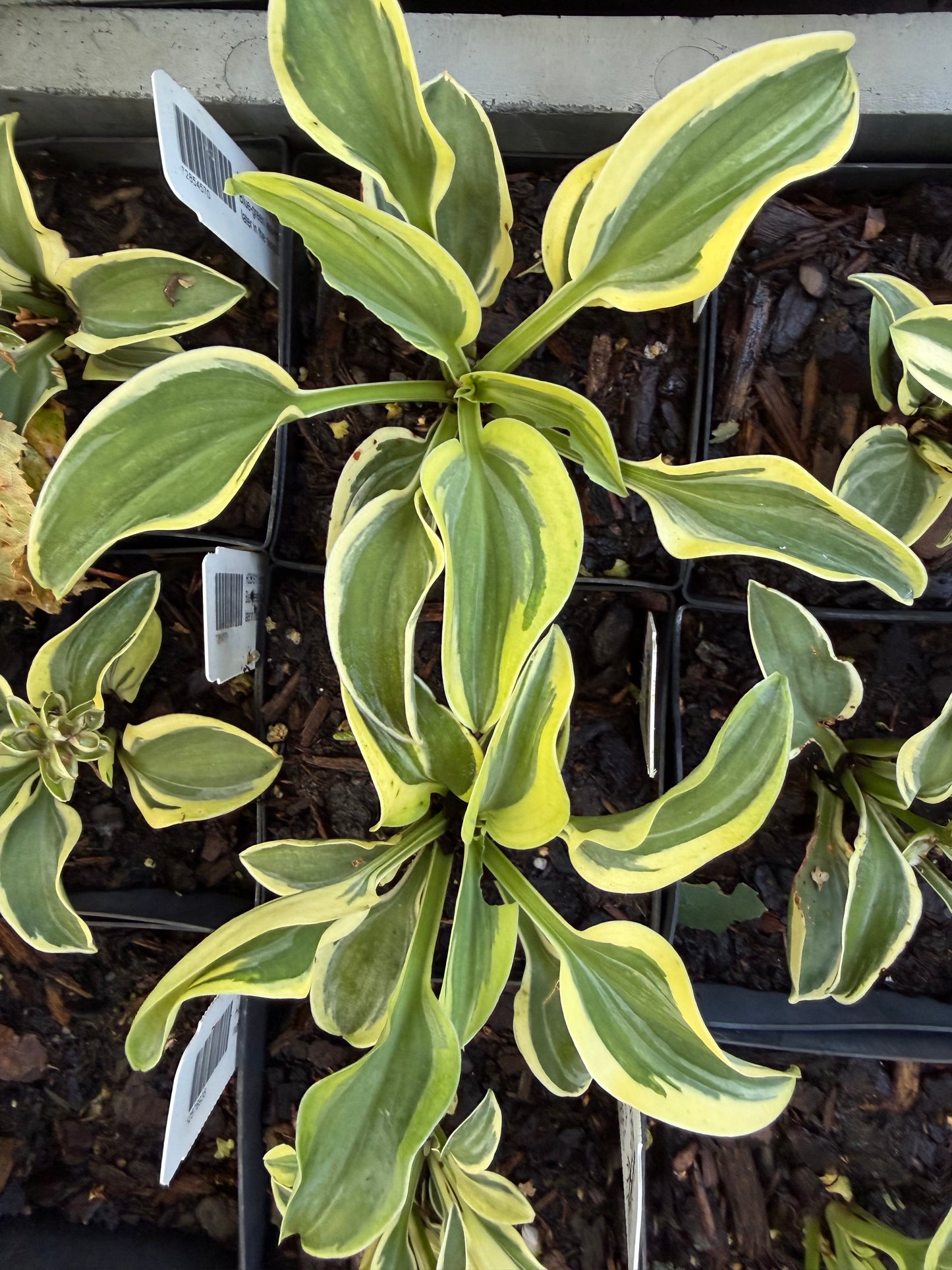 Hosta 'Funny Mouse'