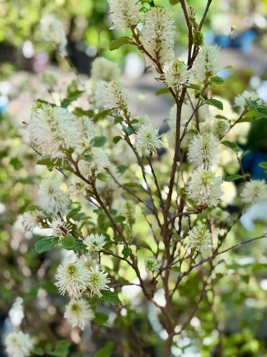 Fothergilla 'Mount Airy' - Bottlebrush