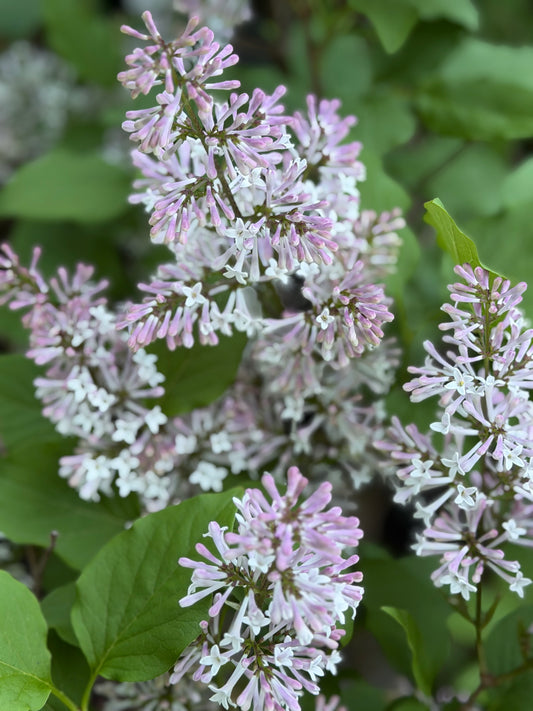 Syringa patula 'Miss Kim'