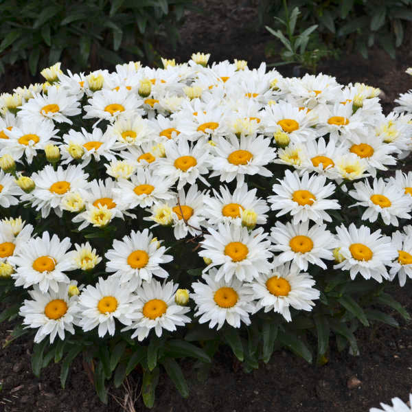 Leucanthemum superbum 'Cream Puff'