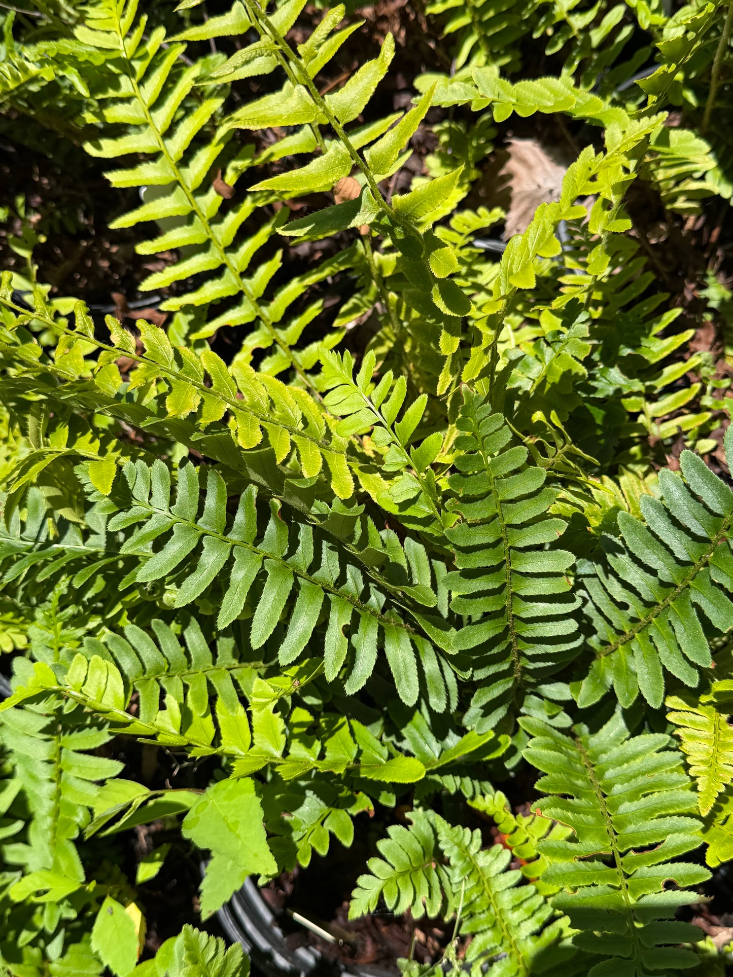 Polystichum acrostichoides (Christmas Fern)