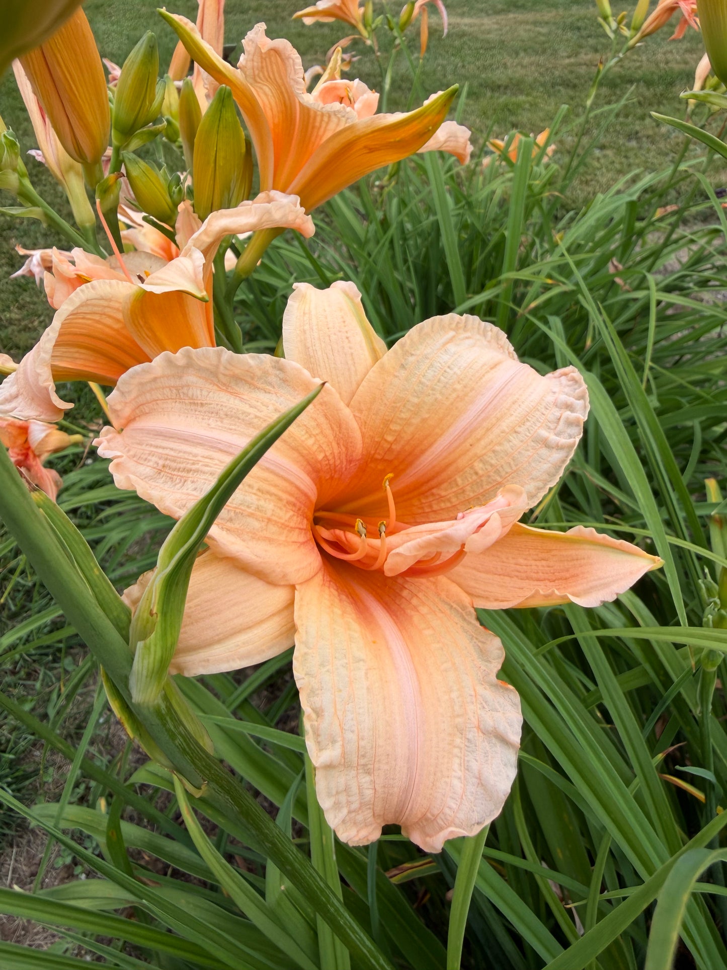 Hemerocallis 'Double Dream'