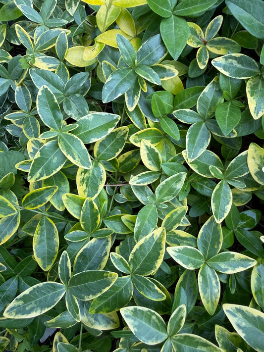 Vinca minor 'Golden Bowles'