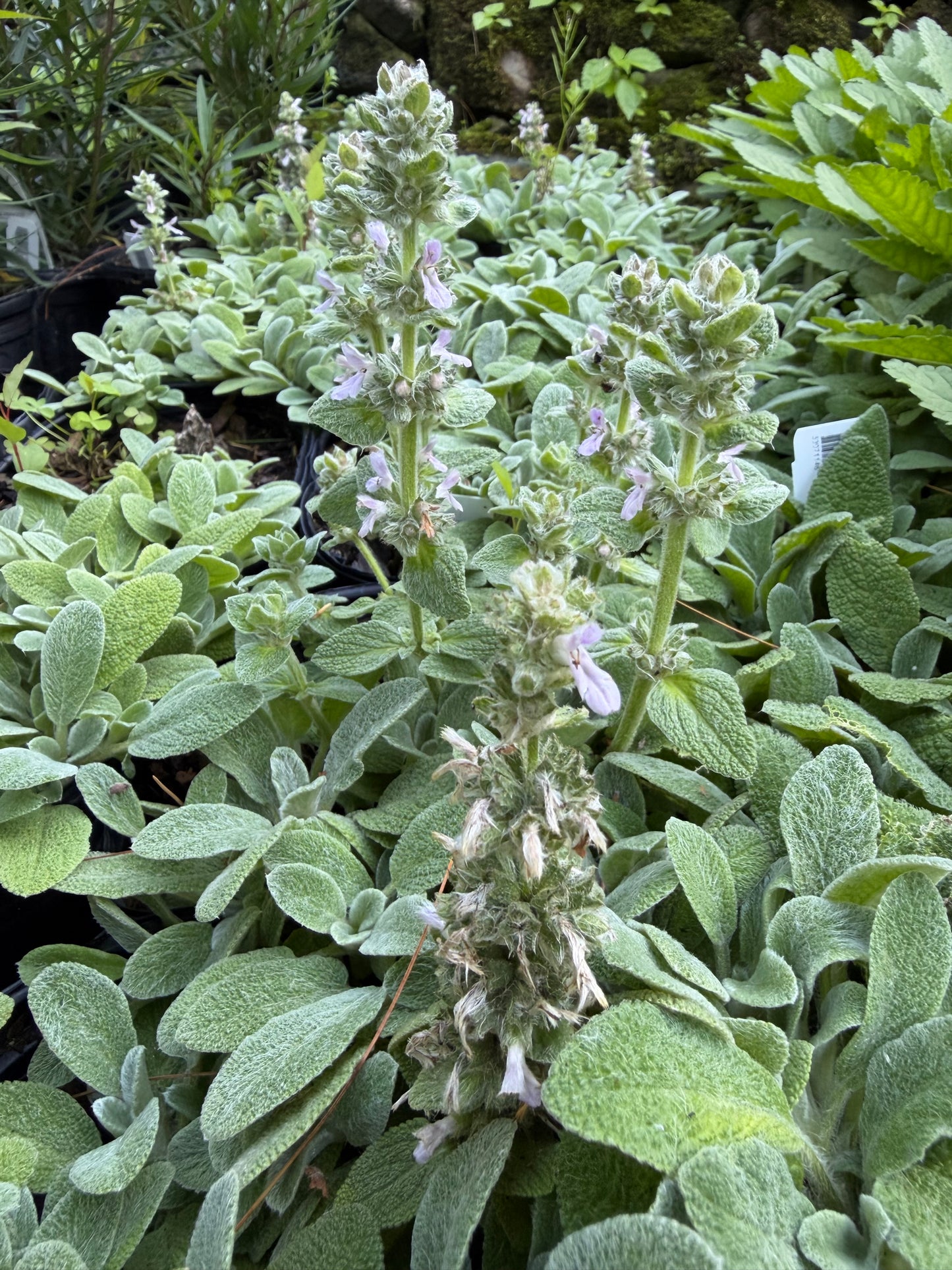 Stachys byzantina 'Little Lamb' (Lamb's Ear)