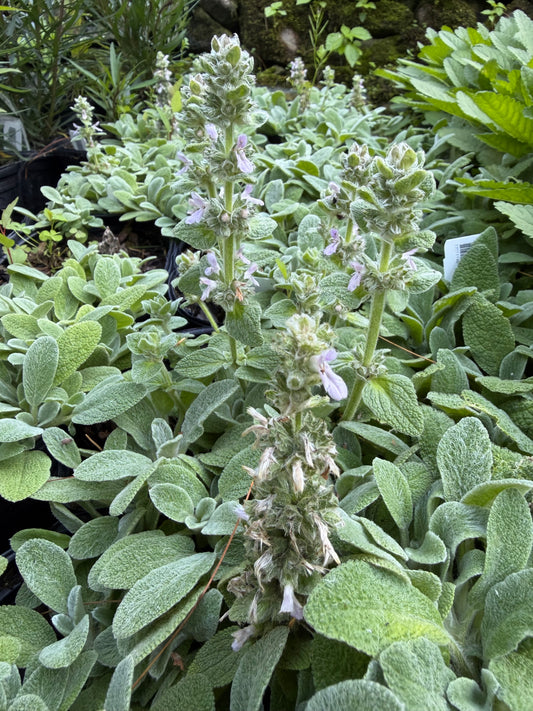 Stachys byzantina 'Little Lamb' (Lamb's Ear)